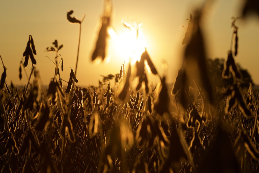 Maximizing Your Soybean Harvest: How the Innovative MAD Concave™ O-Grate Tackles Key Challenges in the U.S. and Canada